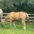 Horse 3 thumbnail