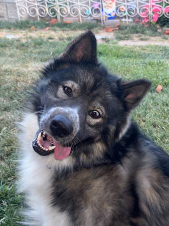 Furry Friend (Palmdale)63829759356547120