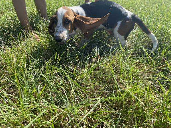 11 week pure bread basset hound (Cameron)63839344845825124