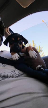 Doberman and pitbull (Lancaster)63905558299139121
