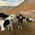 Holstein Cattle 1 thumbnail