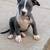 Pitbull puppies 5 thumbnail