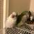 Small parrots 3 thumbnail