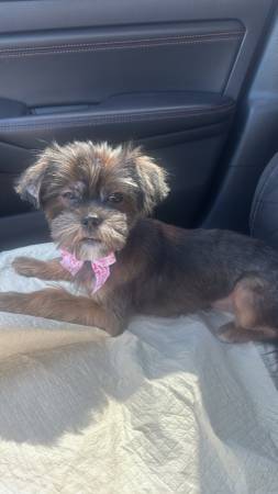 2 Shih Tzu 1 Yorkie63924992695939123