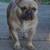 French bulldog puppies 9 thumbnail