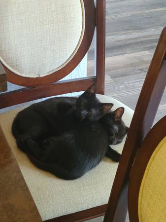 2 gatitas gratuitas (Pasco)539747759906498561