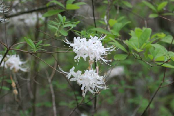 $39,500 5.7 Acres of Woodlands between Kirbyville and Bon Wier on Co. Rd. 4060 (Bon Wier, Texas)64036373477379123