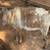 NIGERIAN DWARF GOATS 7 thumbnail
