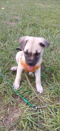 Cachorro de 14 semanas (Beverly Hills)63861890293505120
