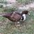 Muscovy ducks 3 thumbnail