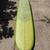 Donald Takayama Terramar Longboard in Excellent Condition 8 thumbnail