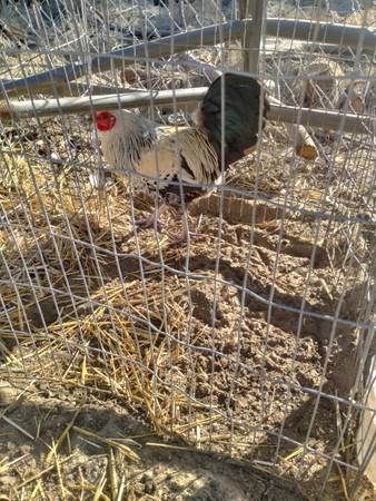 5 month old roosters for sale 1