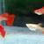 mixed pack of fancy guppies 20 thumbnail
