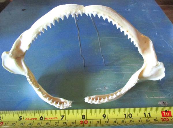 Shark Jaws 1