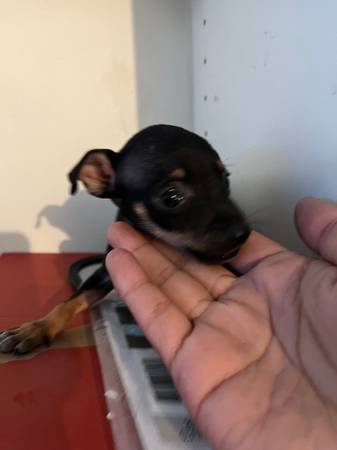 Criadero de cachorros (Madera)63678139218305121