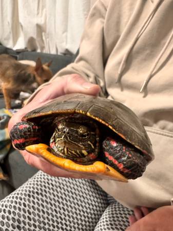 Several Reptiles for new homes (South Bend)63936013549954121