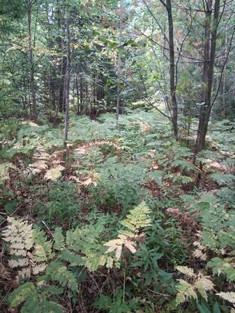 $14,995 Camping Lot near Mio (Mio, MI)64037724960385120