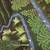 Henri-Robert Brasil Le Paradis-Paradise, Tropical Verdant Fantasy Land 3 thumbnail