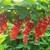 Perennial Potted Plants from my Homestead Gardens 9 thumbnail