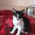 Affectionate female kittens 5month old for adoption 3 thumbnail