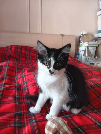 Affectionate female kittens 5month old for adoption (Brooklyn)63690190160385122