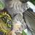 ISO a home for a sweet 2 year old stray boy cat 5 thumbnail