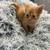 Kitten for sale 2 thumbnail