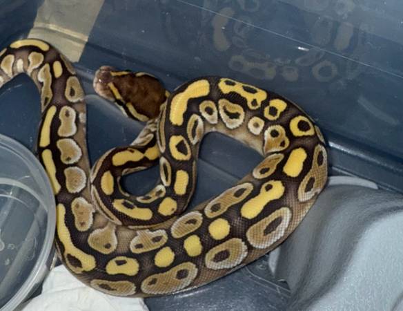 Ball python and crested geckos 1