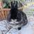 Netherland Dwarf Rabbit Buck 2 thumbnail