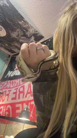Ball python 1