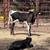 Black & White Heifer Calf | Paint Heifer 1 thumbnail