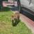 F5 Male Savannah Cat for rehoming - $1500, price negotiable 4 thumbnail