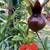 Pomegranate Trees! Want one or five hundred 2 thumbnail