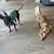 $63.00 / Night Dog Boarding - Cozy Care for Small & Teacup Dogs💖 5 thumbnail