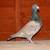 Opal Racing Pigeons for Sale 7 thumbnail
