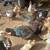 Muscovy Ducks 1 thumbnail
