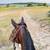 5 y/o mustang mare trail horse lesson horse 6 thumbnail
