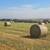 Large Round Bales 1 thumbnail