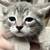 Kittens 7 thumbnail