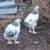 Breeding Trio of Light Braham Chickens  2 hens 1 rooster 3mons old 2 thumbnail