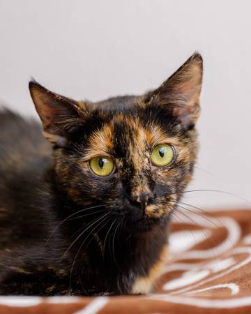 Cats & kittens today (Saturday) at Sunnyvale Petco! (sunnyvale)64188537218178121