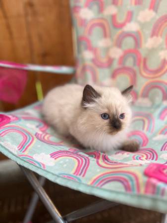 Seal Point Rag***Doll Kittens63874561175297120