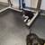 German Shepherd puppy mix 6 thumbnail