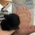 Netherland Dwarf Miniature Bunny Bunnies Rabbit 2 thumbnail