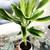 24 inches tall Healthy green plant in a white ceramic pot. 1 thumbnail