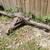 1961 - 1964 impala rearend rear axel rear end differental tacoma 1 thumbnail