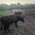 Angus mini bull 7 thumbnail