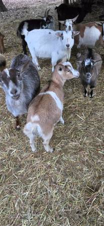 3 Nigerian dwarf does 1