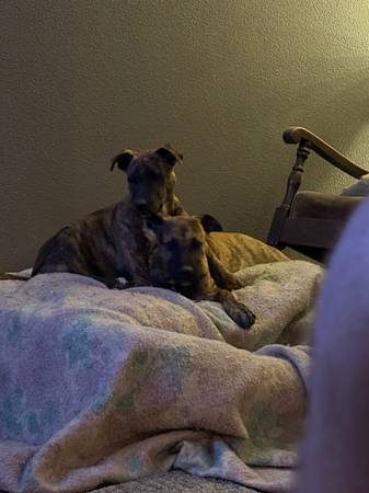 Brother and sister puppies need furever homes (Pasco)63866763943809120