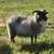 LAMBS Icelandic, for butchar or breeding 7 thumbnail